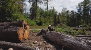 Best Lot and Land Clearing Services  in USA